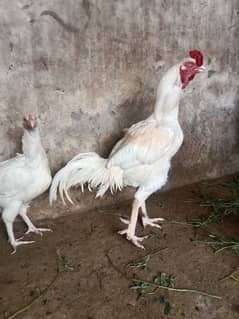 Heera aseel breeder 03204183946