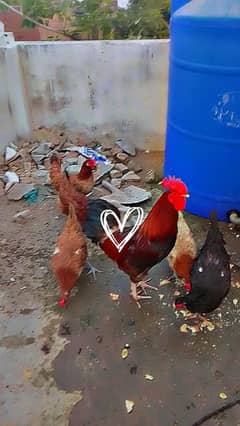aseel aur dasee donoo haa murgiyaa jisaa chaiya rabta kra