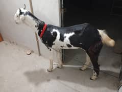 Bakra