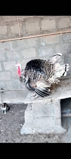 Urgency sale Healthy Young Turky Pair