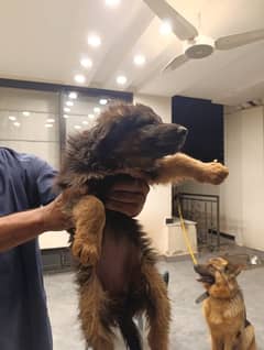 German shepherd pair