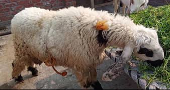 Qurbani