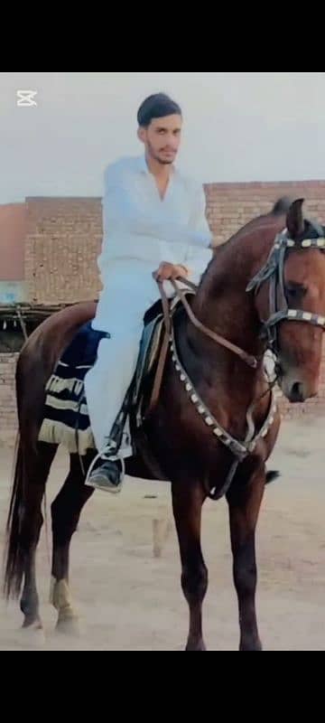 neza baaz horse