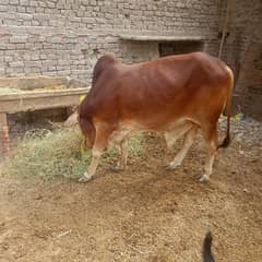 pure cholistnai nukra