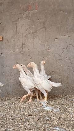 White Oh Shamu Chikcs | Aseel | Heera | Shamo