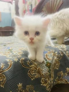 Persian kittens available