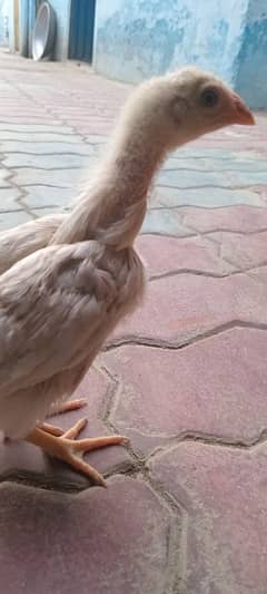 paper white Heera chick