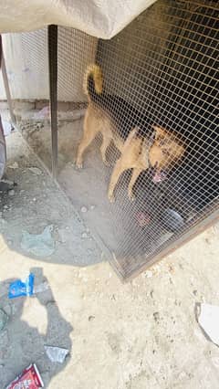 I want to sell my dog