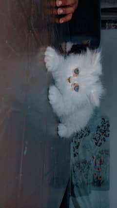 Persian