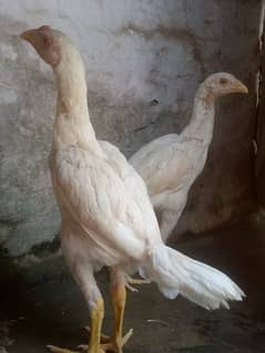 Hera aseel