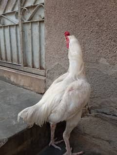Assel hera paper white with 1hen and  1 free both are heera