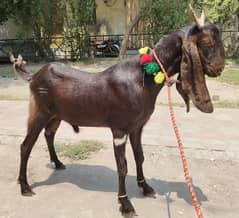 qurbani Bakra long heighted