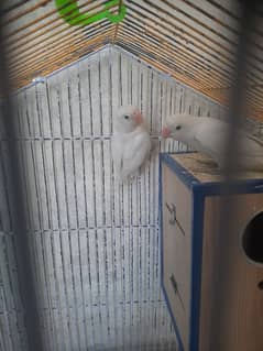 Love bird