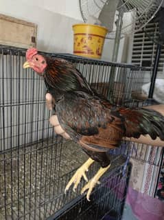 indian jublie