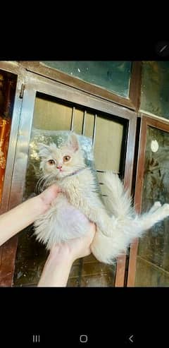 kitten Persian yellow eyes and cats pair avelble 8500