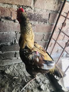 1 pair and 8 chicks