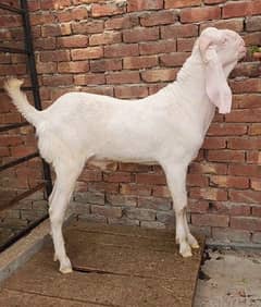 5 qasi Bakray For sale. . . 4 donday 1 4 dant. . . .