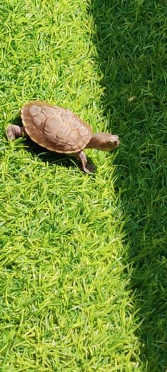Turtle