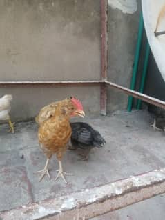 Golden Misri Desi Hen 5 pieces 1600