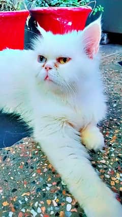 persian