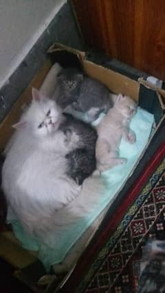 persian