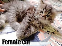cat lover