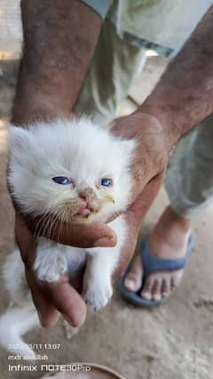 Top premium quality kittens