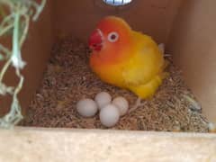 small