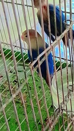 parrots