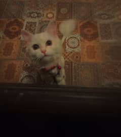 Persion cat 5 months old, vaccinated, phone number 03026248689