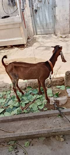 urgent for sell