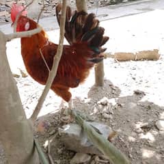 bangi