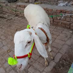 Qurbani