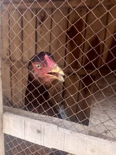 aseel murgi with 5 chicks