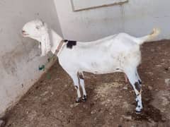 aseel bakri  tuta face