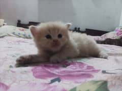 Persian kittens