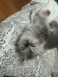 3 persian Kitten