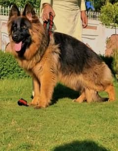 German Shepherd male popat long coat heavy bone 8 mahine