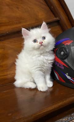Triple coated punch face kitten fully dewormed