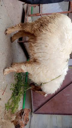 Desi mundra sheep