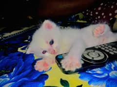Persina cros match baby kittens  blues eyes
