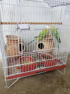 Australian parrots with cage