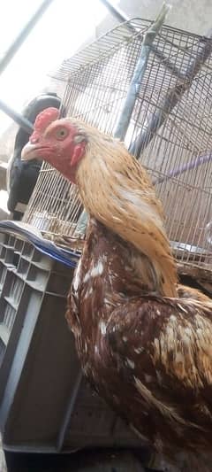 murga