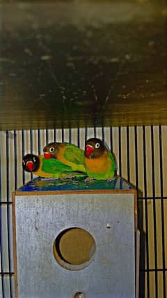 black mask breeder pair with adult chick