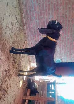 Ambarsari black Male