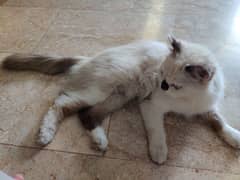 Persian cat with 3 kittens