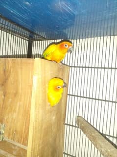 Suncanore love bird peigon
