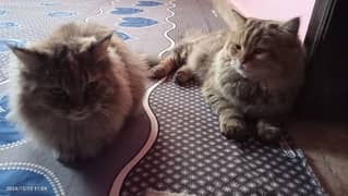 European taby cats pair