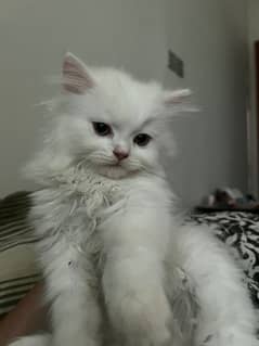 White Persian kitten white male kitten persian