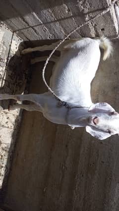 Gulabi Bakra for sell